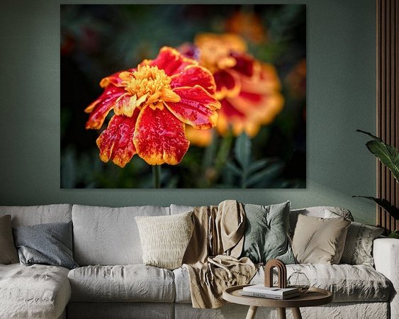 Aperçu de la chambre