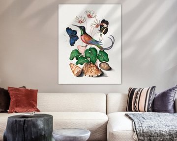 Crimson topaz hummingbird, Cyclamen, Red Postman and shells  (1768) painting in high resolution by J by Studio POPPY