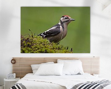 Great Spotted Woodpecker