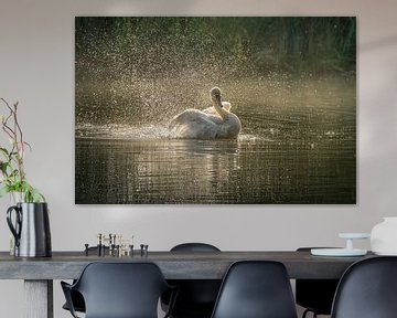 Cygne éclaboussé dans le Cranenweyer sur John van de Gazelle fotografie