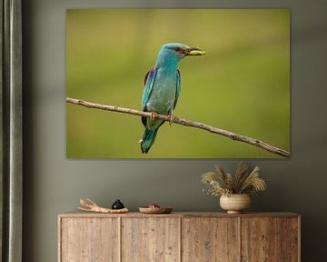 Roller, European Roller, Coracias garrulus by Gert Hilbink