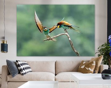Bijeneter (Merops apiaster) van Gert Hilbink