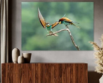 Bienenfresser (Merops apiaster) von Gert Hilbink