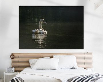 Swan in the golden light of the rising sun by John van de Gazelle fotografie