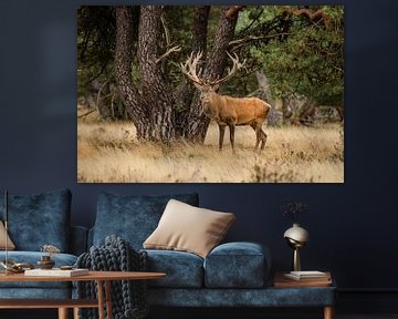 Grazing red deer on the Veluwe by Rutger Jongejan