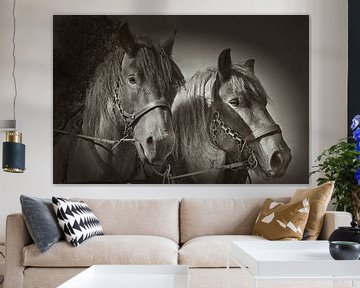 zwei Pferde von Dieter Beselt