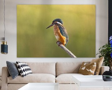 Kingfisher, Alcedo atthis by Gert Hilbink