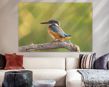 Kingfisher, Alcedo atthis by Gert Hilbink