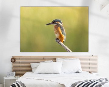 IJsvogel, Alcedo atthis van Gert Hilbink