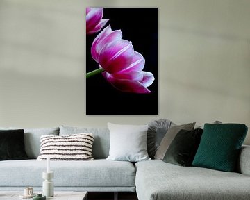 Pioen tulp bij een donker achtergrond van Seren Fotografie