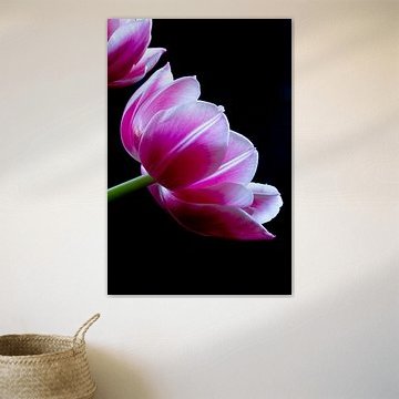 Pioen tulp bij een donker achtergrond