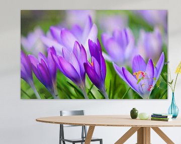Krokussen  De lente ontwaakt van Jessica Berendsen