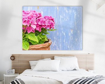 Potted hydrangea plant with pink blossoms and blue wooden background by Alex Winter