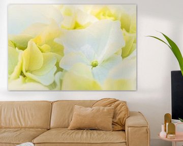 Bloemen achtergrond met witte hortensia bloesems van Alex Winter