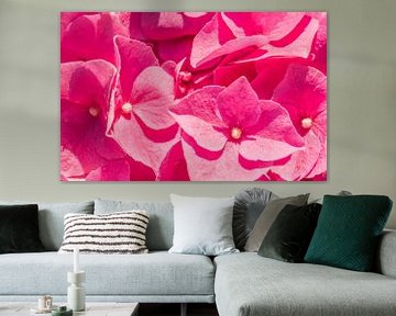 Macro van roze hortensia bloesems bedekt met zonlicht van Alex Winter