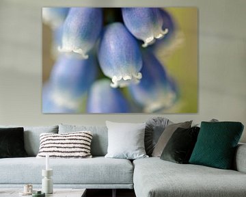 Grape Hyacinths by Jessica Berendsen