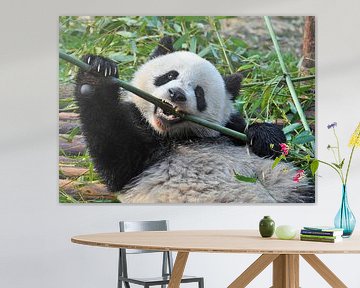 Kungfu panda (  reuzenpanda of giant panda bear ) van Chihong