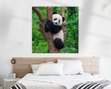 Cute panda bear in tree ( giant panda ) by Chihong