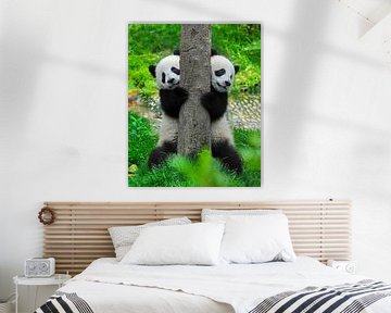 Twee schattige pandaberen (reuzenpanda of giant panda bear ) van Chihong