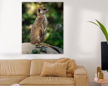 A meerkat by Luuk Albers