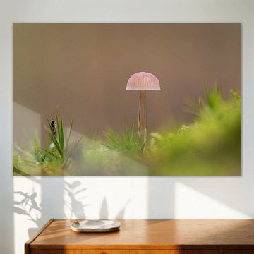 Paddenstoel in het Bos