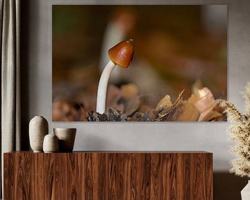 Bent brown mushroom by Kristof Leffelaer