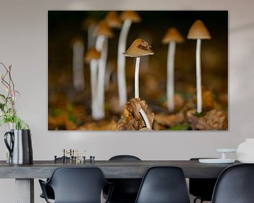 Group of fringe mushrooms by Kristof Leffelaer