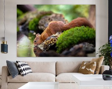 Eichhörnchen am Wassertank von Neil Kampherbeek