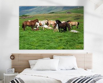 IJslandse paarden in een weide in het noorden van IJsland van Edda Dupree