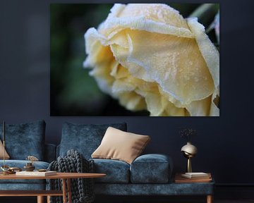 A Yellow Rose by Lieke Van der Meulen