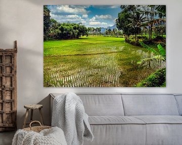 Rijstveld met palmbomen en wolken op Bali Indonesië van Dieter Walther