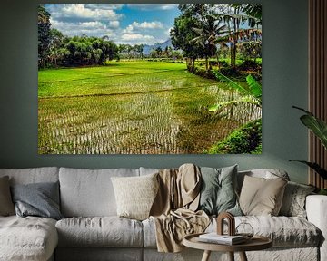 Rice field with palm trees and clouds on Bali Indonesia by Dieter Walther