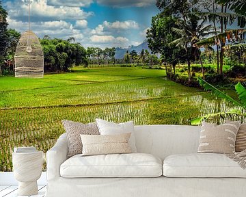 Rice field with palm trees and clouds on Bali Indonesia by Dieter Walther