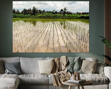 Spiegelung in Reisfeld mit Bewölkung und Palmen auf Bali Indonesien von Dieter Walther