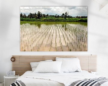 Weerspiegeling in rijstveld met wolken en palmbomen op Bali Indonesië van Dieter Walther