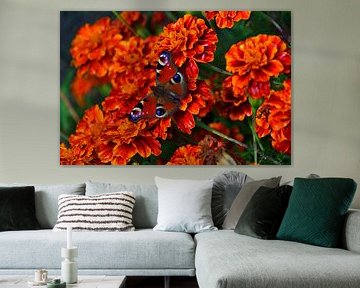 Pauw vlinder op bloemen