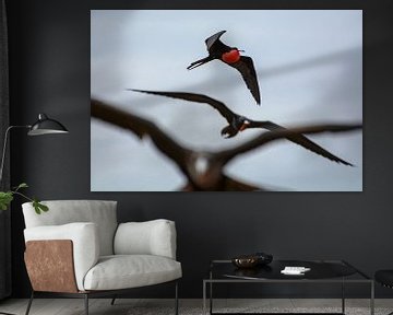 Frigatebirds by SusanneV