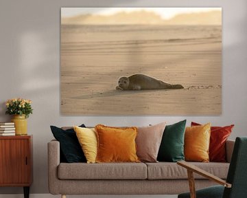 Seal on Ameland by SusanneV