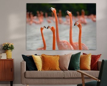 Flamingos von SusanneV