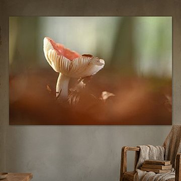 Geheimen van het Bos