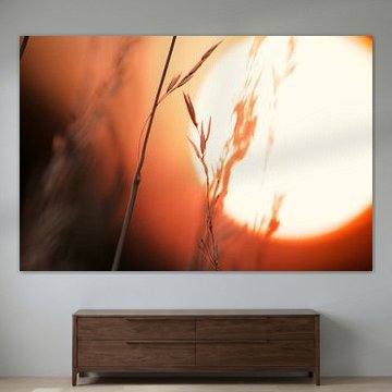 Roseau du soleil couchant