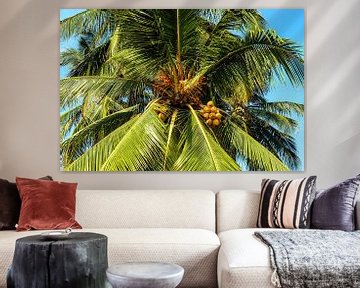 Kokosnoot en palmbladeren van een palmboom in Sri Lanka van Dieter Walther