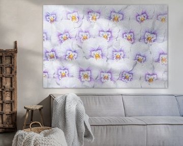Witte met paarse viooltjes, een hele muur vol bloemen! van Marjolijn van den Berg