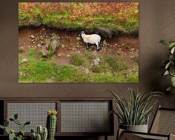 Sheep in the wild sheltering from the rain under a heather canopy by Studio LE-gals