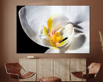 Intérieur d'une orchidée sur Youri Mahieu
