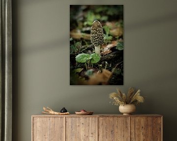 Champignon brun en gros plan | Pays-Bas | Photographie de nature et de paysage sur Diana van Neck Photography