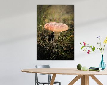 Roter Pilz im Gras | Niederlande | Natur- und Landschaftsfotografie von Diana van Neck Photography