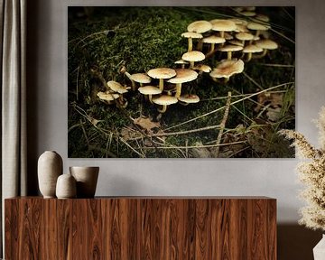 Groepje paddenstoelen in het bos | Nederland | Natuur- en Landschapsfotografie van Diana van Neck Photography