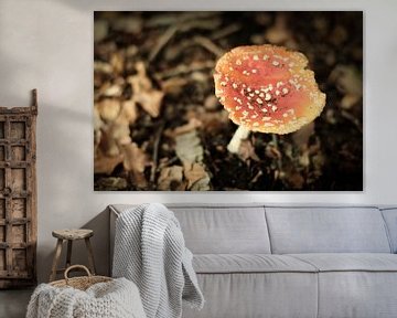 Rode met witte stippen paddenstoel | Nederland | Natuur- en Landschapsfotografie van Diana van Neck Photography
