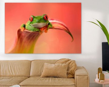 Red-eyed lemur frog by Danielle van Doorn
